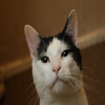 Mister Close Up
